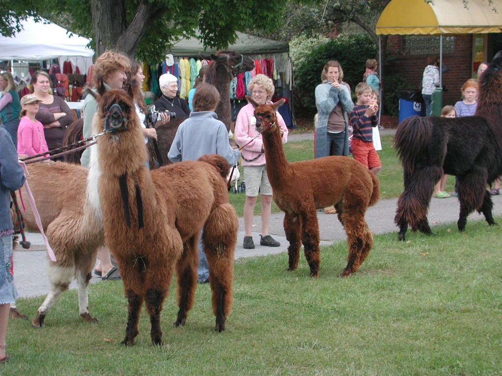 At the Vermont Sheep And Fiber Festival llamas showed off and did events. At the Vermont Sheep And Fiber Festival llamas showed off and did fun competition events.
