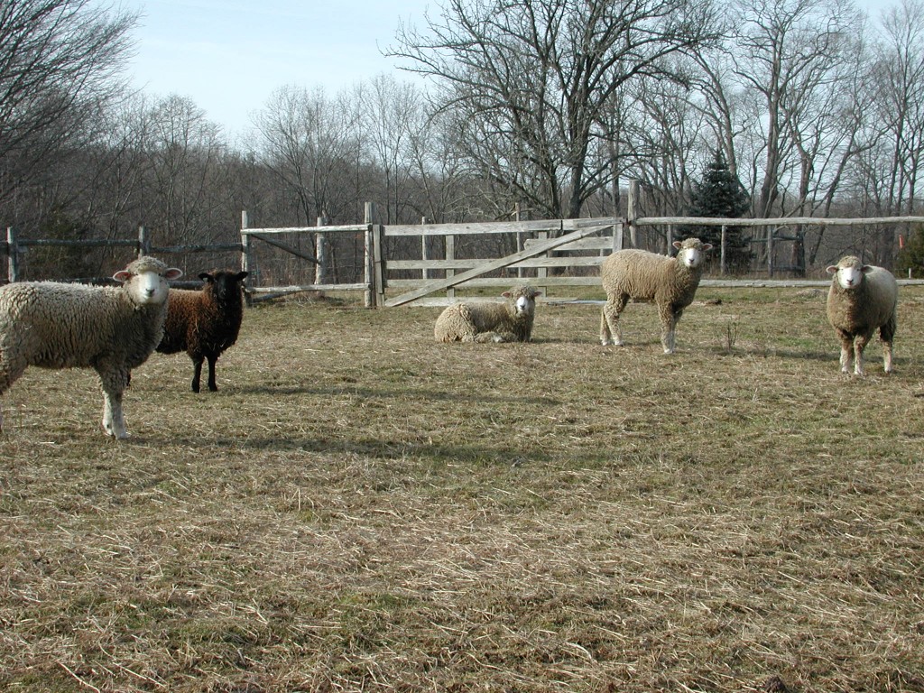 Here sheep. Goats, llamas, angora rabbits and more - there's so much to report about. Here sheep. Goats, llamas, angora rabbits and more - there's so much to report about.