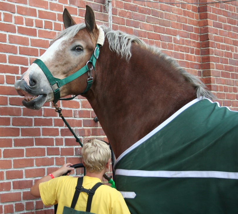 A draft horse making a silly face - at Moo Dog Press Publishing we report on horses, Boston terriers, people, business, knitting and life.