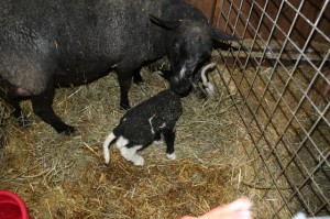Beaver Brook Farm gets a new woolly. Beaver Brook Farm gets a new woolly.