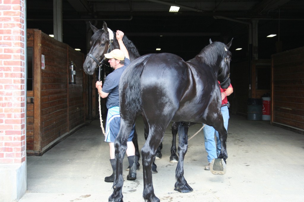 What do horses have to do with knitting? Plenty. Every bit of life feeds into inspiration - color, beauty, people have quirky links to fiber and craft. Draft horses lead to stories of collectors, owners who have alpacas, spinning wheels and fiber festivals.
