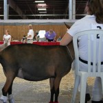 Socks on goat with girl at 4-H show.
