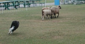 A working Border collie moves sheep, at Vermont Sheep and Wool Festival A working Border collie moves sheep, at Vermont Sheep and Wool Festival