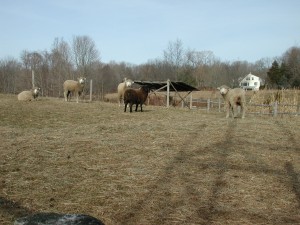 Sheep at Dudley Farm in Guilford.