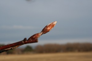 The emerging bud of an American beech tree. The earthy colors and texture inspired an idea for a knitted pattern.