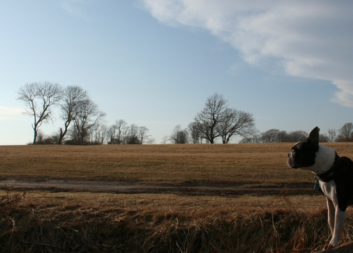 Ocean and sky and walking with a good dog or two - knitting tucked in a pocket and camera in hand - pretty close to heaven -