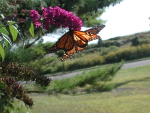 Monarchs follow a route that leads across the area every fall. Monarchs follow a route that leads across the area every fall.