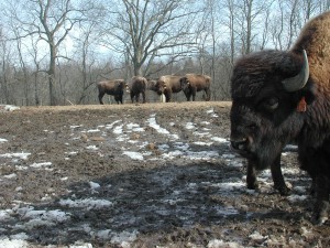 Bison also provide fiber. Learn more with open house farm events listed here.