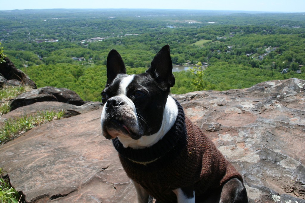 Chew Rock