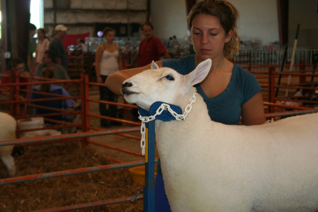 A Cheviot ewe at the Middlesex and New Haven Counties 4-H Fair.