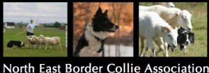 Northeast Border Collie Association Northeast Border Collie Association