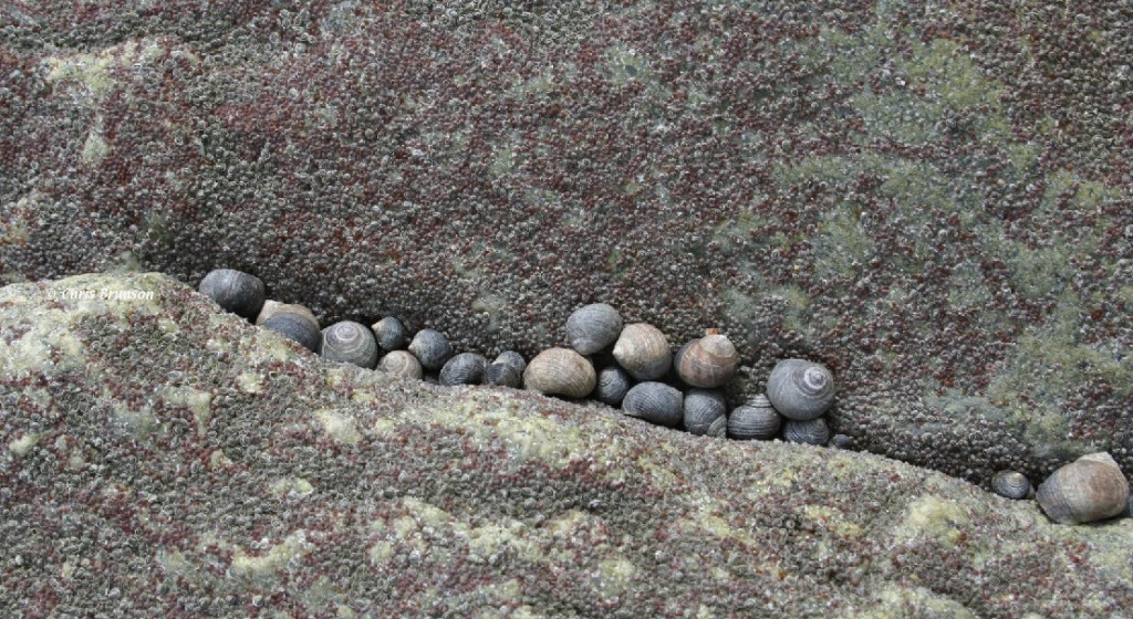 Rock shell inspiration found in nature and on daily walks by Chris Brunson. Inspiration is everywhere in the natural world. Real things in life matter.