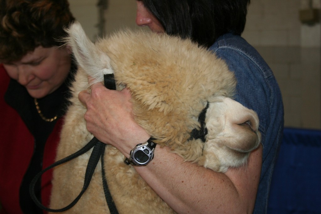 Alpaca love. At the recent North American Alpaca Show in Massachusetts.