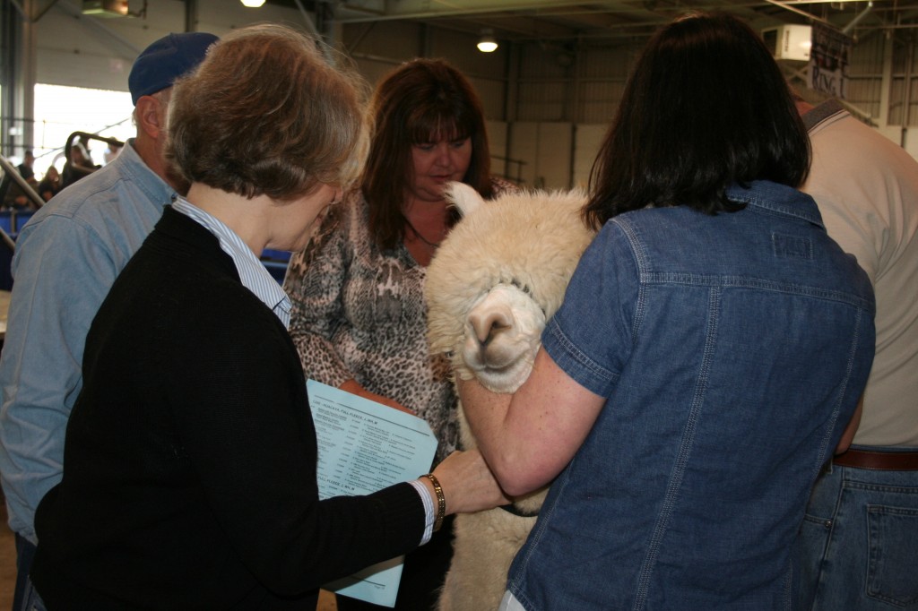 The handler with this alpaca exuded calm during the show, which seemed to help the animals stay steady as it was examined. The handler with this alpaca exuded calm during the show, which seemed to help the animals stay steady as it was examined.