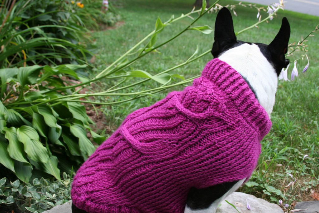 Cable caliper sweater on Mr. Chew. Knitting is joy - to scribble with yarn and then transform it into a wearable swatch? That's what I love to do. And it keeps my Bostons -and my beloved feist and rat terrier before them - warm as we walk, think, track down stories and return home to the fire.