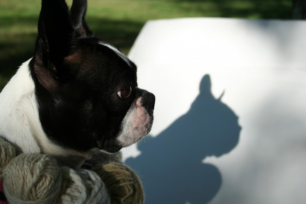Boston terrier, yarn necklace and a stunning shadow profile. Boston terrier, yarn necklace and a stunning shadow profile.