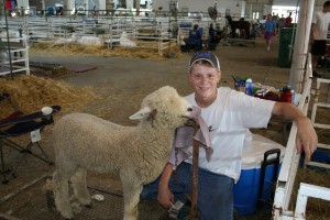 It takes work and dedication to raise and show sheep. It takes work and dedication to raise and show sheep.