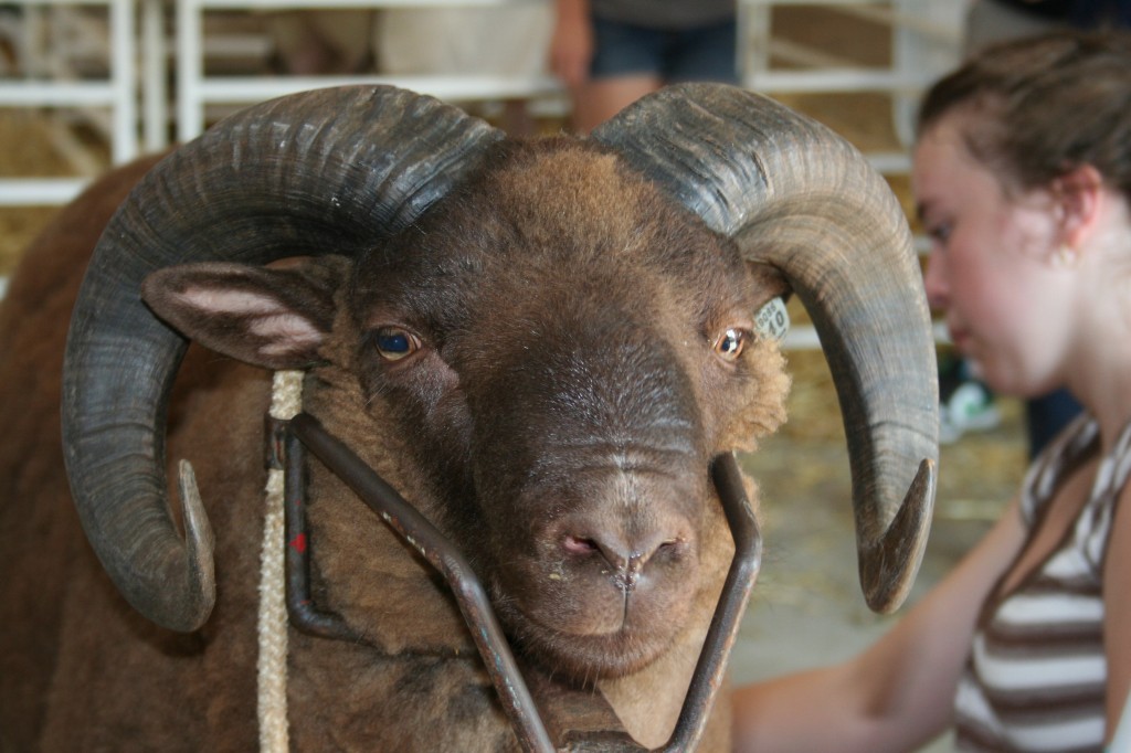 Handsome ram at the recent New England Sheep Sale and Northeast Youth Sheep Show. Handsome ram being groomed to perfection at the recent New England Sheep Sale and Northeast Youth Sheep Show.