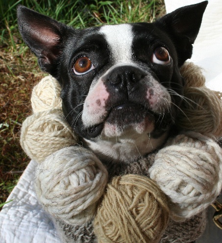Tilly, our Boston terrier, sports a yarn necklace for a photo shoot.
