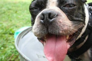 Summer and the living is good. Swimming is fun too. Boston terrier, knitting, yarn - and digging outside makes our world go round.