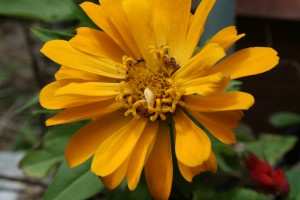 The Bijou Bliss comes in a range of bold colors. One reminds me of this zinnia, a welcome burst of color.