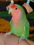 Little sweetie. If you love making things, family fun events or interesting things that grow, see more listings linked at this image on Moo Dog Press Magazine. Colorful bird