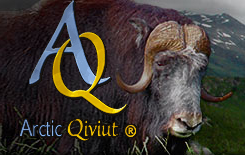 Arctic Qiviut, luxurious muskox yarn and blends from Alaska - and patterns that suit this rare fiber. Arctic Quiviut, luxurious musk ox yarn and patterns for this rare fiber.