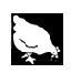 Peace Fleece, Not Your Typical Yarn Company. Click on hen image to read about this Vermont company knitting up good relations across continents and creating memorable yarns.