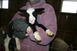 Lambs, sheep, fiber animals of all sorts. Yarn, resources, a page of places to connect with life linked at this image of a black and white lamb. Black and white lamb. Moo Dog Knits Magazine.