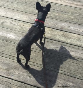 A model Boston casts a shadow on the well-worn boards of a dock. Each is different. One size does not fit all.