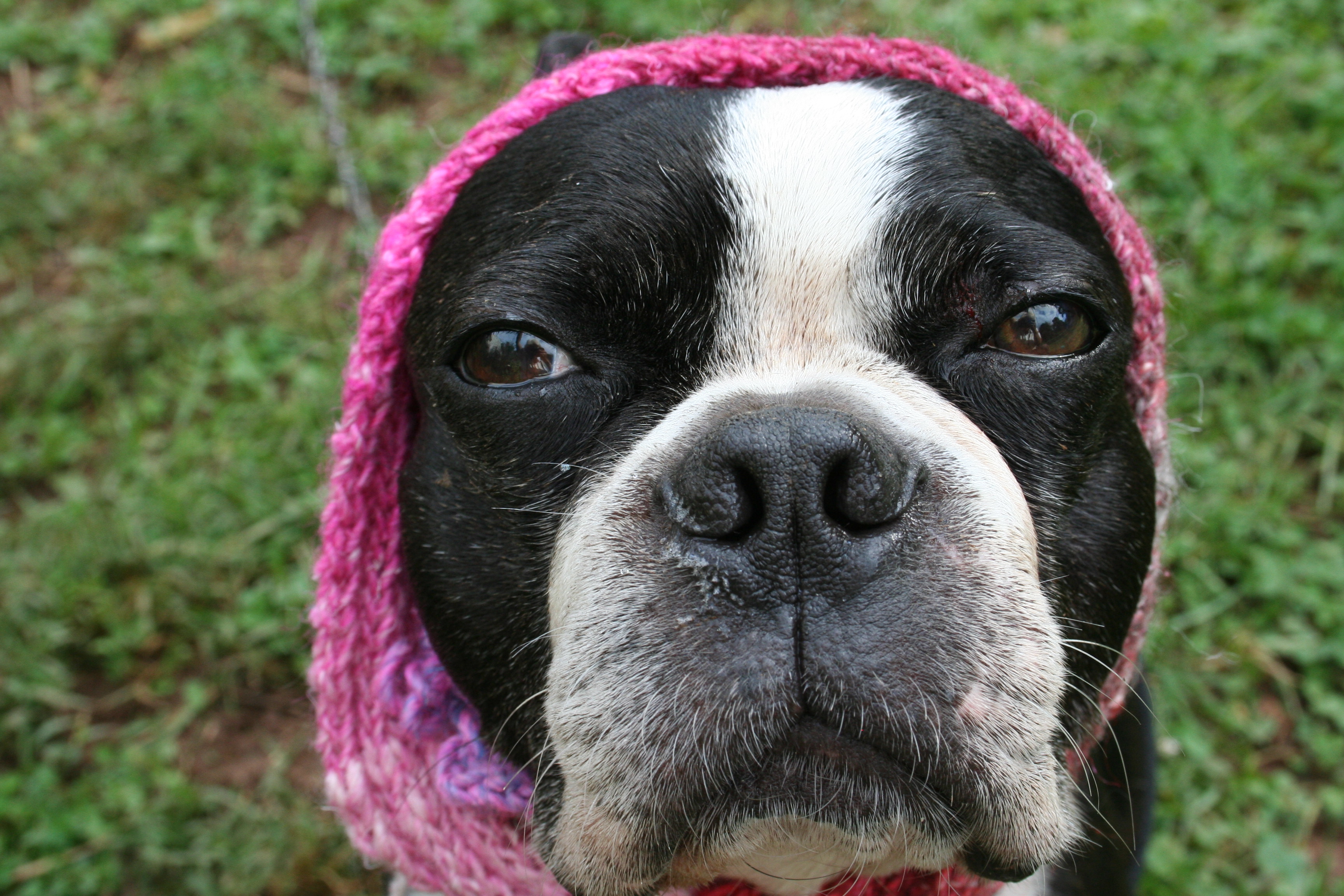 Moo Dog Moo Dog Knits