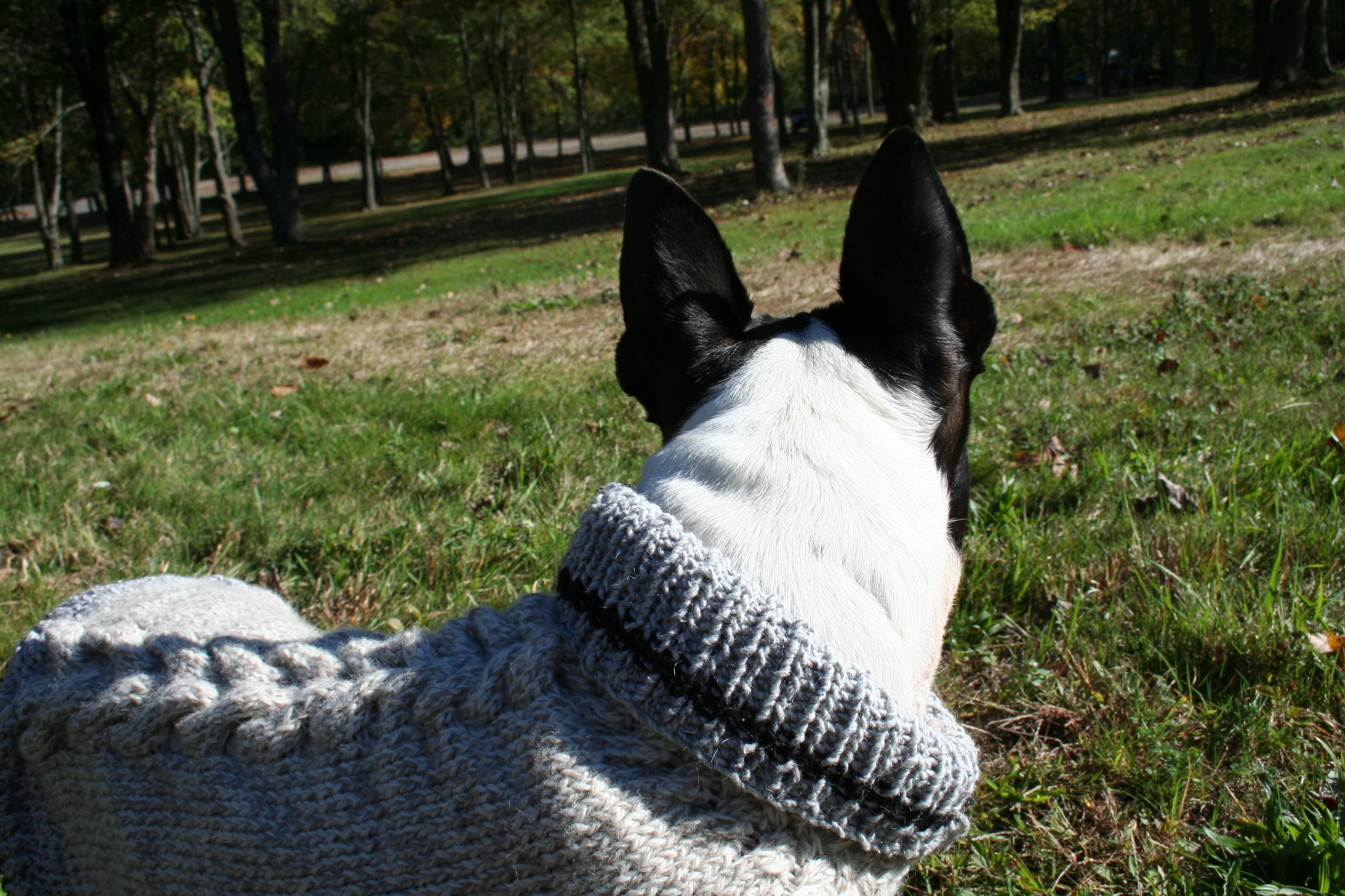 A Boston terrier is a most versatile companion. And they like to be warm and appreciate a wool