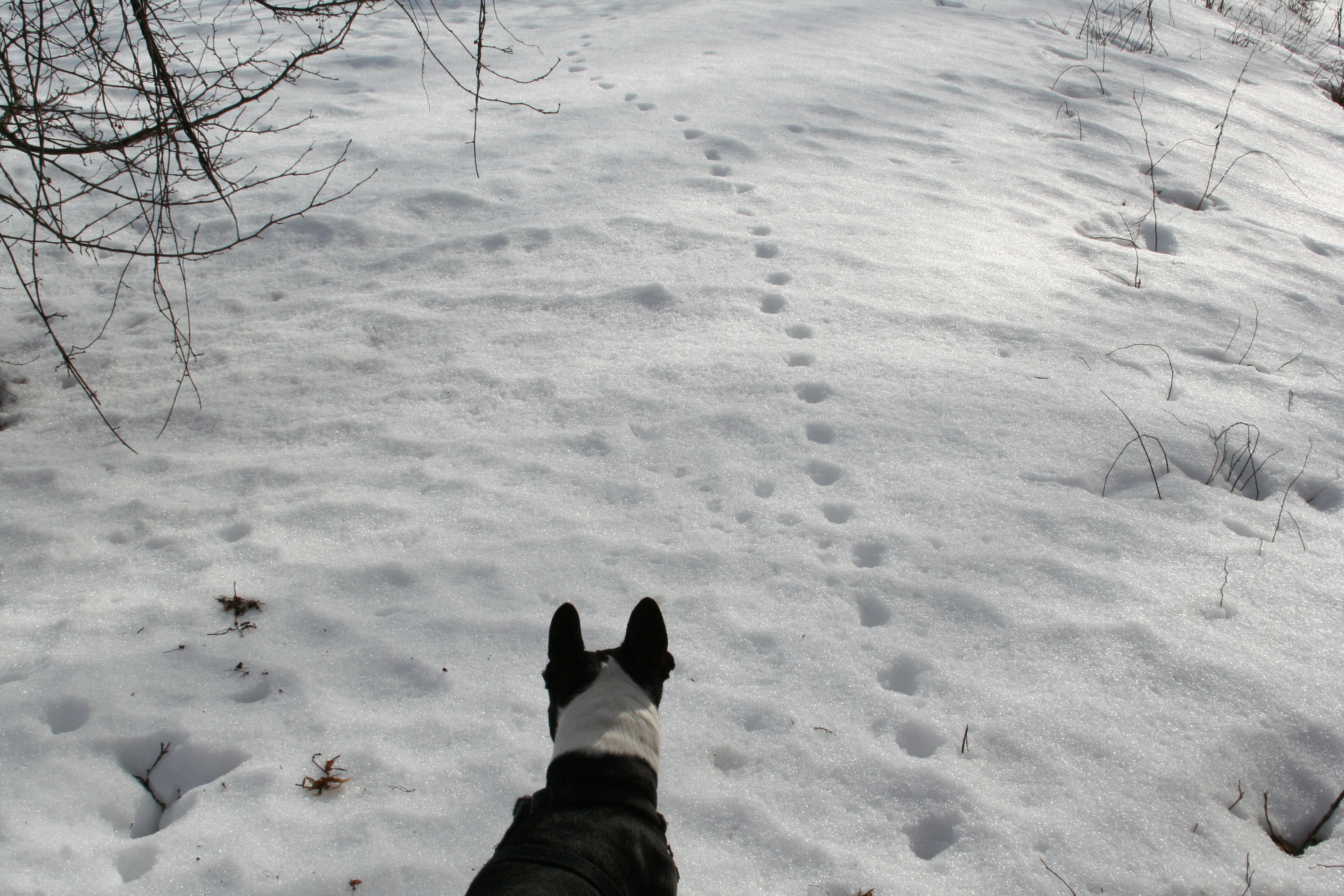 Tracks in snow lead us into spring. Knitted dog sweaters are needed