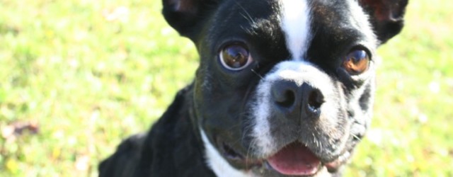 Boston terrier and her handknit cabled black sweater.