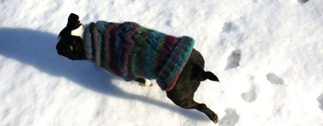Color banded handknit sweater on Boston terrier in snow. Â© Photo Moo Dog Knits
