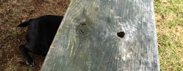 Bobtailed Boston terrier under a bench.
