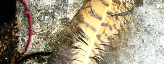 Hawk feather and knitted work in progress.