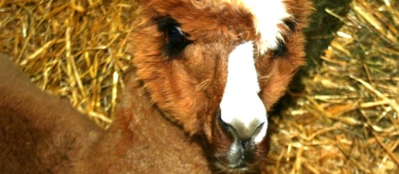 Alpaca at the FFNE 2016.