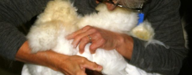 Shearing a rabbit at The Fiber Festival of New England.